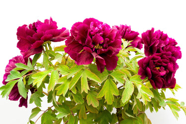10 TREE PEONY Mountain Paeony Paeonia Suffruticosa Arborea Mixed Colors Red Pink White Purple Yellow Bicolor Flower Shrub Seeds
